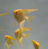 Albino 24k Gold Angel Fish Long Fin size 4” Tall